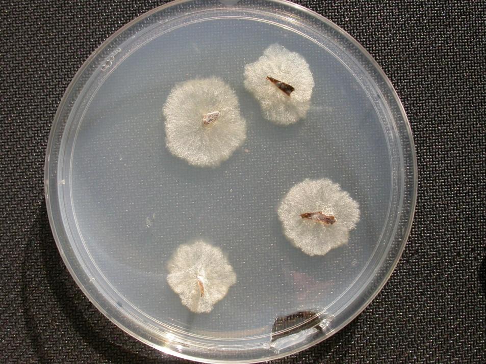 Fungal colonies of Geosmithia on half-strength PDA are creamcolored to tan, and tan to yellow-tan on the reverse side of the plate.