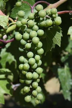 4 Development of wine grapes in the grape variety trials at