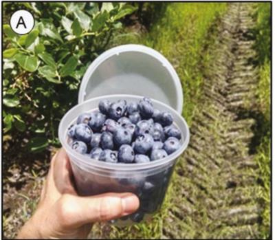 Sampling fruit with salt-and-filter method Informs harvest, spray, and marketing decisions