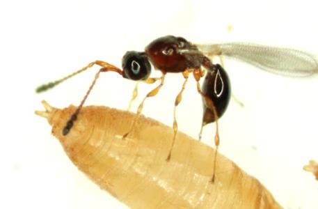 (Diapriidae) Successful parasitism, very low