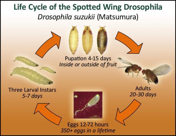 Life cycle of SWD This is NOT just another fruit fly! Optimal development at 65-70 o F, ~12 day generation time.
