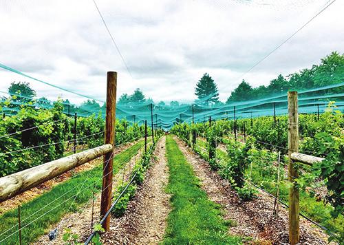Veŕaison to Harvest Statewide Vineyard Crop Development Update #2 September 15, 2017 Edited by Tim Martinson and Chris Gerling Around New York.