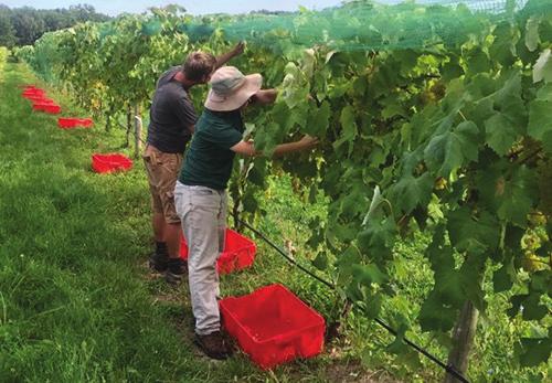 and rain after veraison are never welcome in eastern viticulture, resilient Long Island vineyard managers have learned to manage through most events.