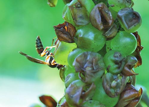 Navigating Sour Rot Risk: Drosophila, Yellow Jackets, Insecticides, and Microbials As I m out collecting berries for samples, it s hard to ignore the yellow jackets, bird-pecked fruit, and just plain