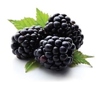 Blackberries grow similar to raspberries, on tall upright canes. Their fruit is very high in antioxidants, dietary fibers and are low in calories. Plant where there is plenty of room to grow.