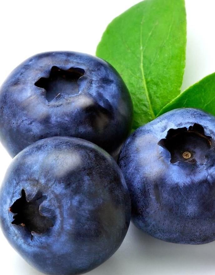 Northern Highbush are high chill varieties and the most widely planted blueberries, popular with home gardeners throughout the Northern U.S. and Southern Canada.