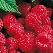 Only thornless red raspberry variety. Resistant to viruses. Immune to aphids.