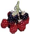 1: Fruits that are not capable of continuing their ripening process once removed from the plant.