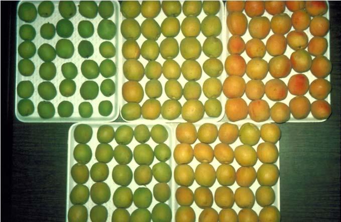 Maturity and Ripeness Stages of Apricots 1 2 3 5 4 Optimal harvest stages for