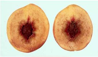 Controlled delayed cooling extends peach market life. HortTechnology 14:99-104.