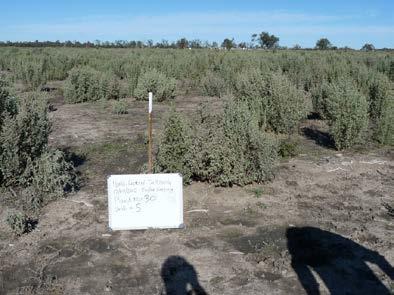 5 Brett Byd 120 hectares f saltbush has been established since 2000 Saltbush has been direct seeded at wn cst Saltbush has been planted in single rws with 3 metres between rws and between rws and 1