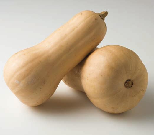 weight. Look for good, firm, heavy squash with more neck than bulbous seed end to improve yield. Avoid squash with soft spots, greening, or that are lightweight indicating moisture loss.