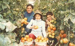 Matheos Kannavias, Georgios s parents, planted a vineyard of