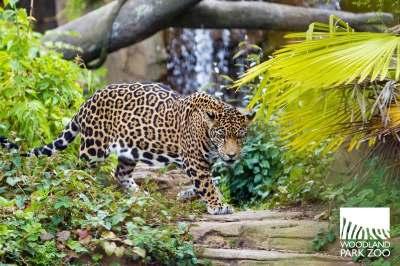 Exclusive Jaguar Keeper Talk at Woodland Park Zoo You and nine of your friends will enjoy learning about Woodland Park Zoo s jaguars fro o e of their k o ledgea le zookeepers!