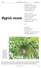 Dypsis rosea. JOHN DRANSFIELD Herbarium, Royal Botanic Gardens, Kew, Richmond, Surrey, TW9 3AE, UK