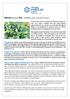 Matcha Green Tea: scientific name- Camellia sinensis