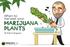 When to harvest your. marijuana plants. By Robert Bergman