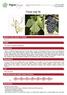 Catalogue of vines grown in France  Pinot noir N