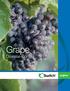 Grape. Disease Control