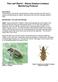 Pea Leaf Weevil : Sitona lineatus Linnaeus Monitoring Protocol