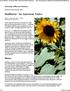 Sunflower: An American Native