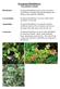 Evergreen Huckleberry Vaccinium ovatum