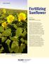 Fertilizing Sunflower