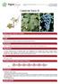 Catalogue of vines grown in France  Cabernet franc N