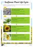 Sunflower Plant Life Cycle