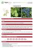 Catalogue of vines grown in France  Grenache N