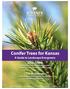 Conifer Trees for Kansas