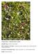 Previously Used Scientific Names: Kalmia angustifolia var. carolina (Small) Fernald