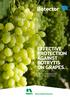 EFFECTIVE PROTECTION AGAINST BOTRYTIS ON GRAPES. THE ALTERNATIVE IN GRAPE PROTECTION