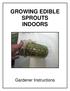 GROWING EDIBLE SPROUTS INDOORS