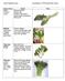 Gailan. Chinese broccoli Guy lon. Chinese kale Jai lan. Problems: flea beetles, downy mildew and nutrient deficiencies