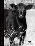 BULL & FEMALE. January 29, AM Cows 1 PM Bulls at the ranch, Melville, MT