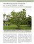 Yellow-flowering magnolias at Herkenrode and Arboretum Wespelaar an update
