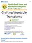 Grafting Vegetable Transplants