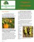 Organic Newsletter. Fall Edition, Perfect Pumpkins!