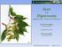 Acer. Dipteronia. Jan De Langhe Ghent University BG. Dan Crowley Westonbirt Arboretum. and. vegetative key to species in cultivation
