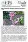 Plant of the Month: Helleborus Walberton s Rosemary Joe Sime