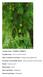 Common Name: FLORIDA TORREYA. Scientific Name: Torreya taxifolia Arnott. Other Commonly Used Names: stinking-cedar, gopherwood