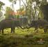 world of elephants Explore the enchanting