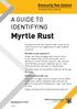 Myrtle Rust A GUIDE TO IDENTIFYING. Myrtles in your backyard. Myrtles and myrtle rust
