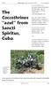 The Coccothrinax azul from. Sancti Spiritus, Cuba