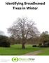 Identifying Broadleaved Trees in Winter