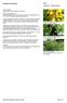 Bojer Fabaceae - Papilionoideae. Crotalaria trichotoma. LOCAL NAMES English (West Indian rattlebox,curare pea)