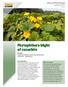 Phytophthora blight of cucurbits