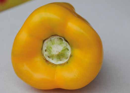 II. Provisions concerning Quality The purpose of the standard is to define the quality requirements for sweet peppers at the export-control stage after preparation and packaging.