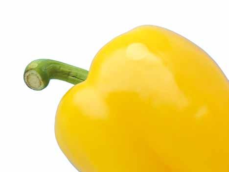 UNECE Explanatory Brochure on the Standard for Sweet Peppers - sound; produce affected by rotting or deterioration such as to make it unfit for consumption is excluded.